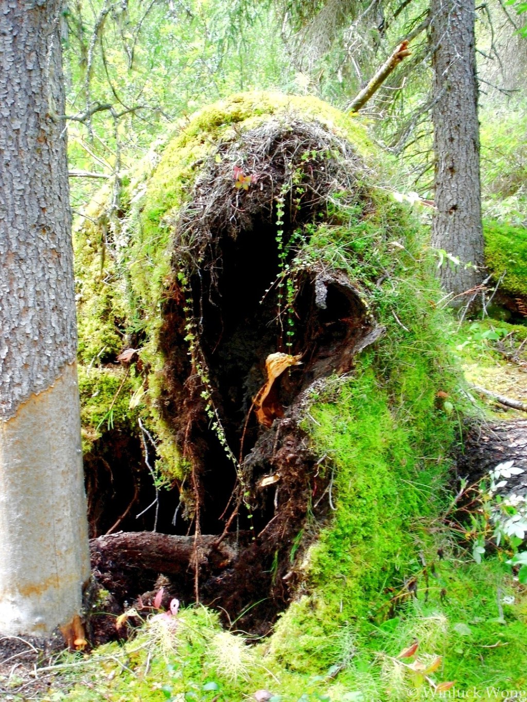 Dying tree photo for "Haunted Woods" poem by Winluck Wong, poet in New Brunswick