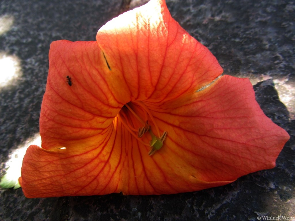 Orange flower photo for "Apology" poem by Winluck Wong, New Brunswick-based writer