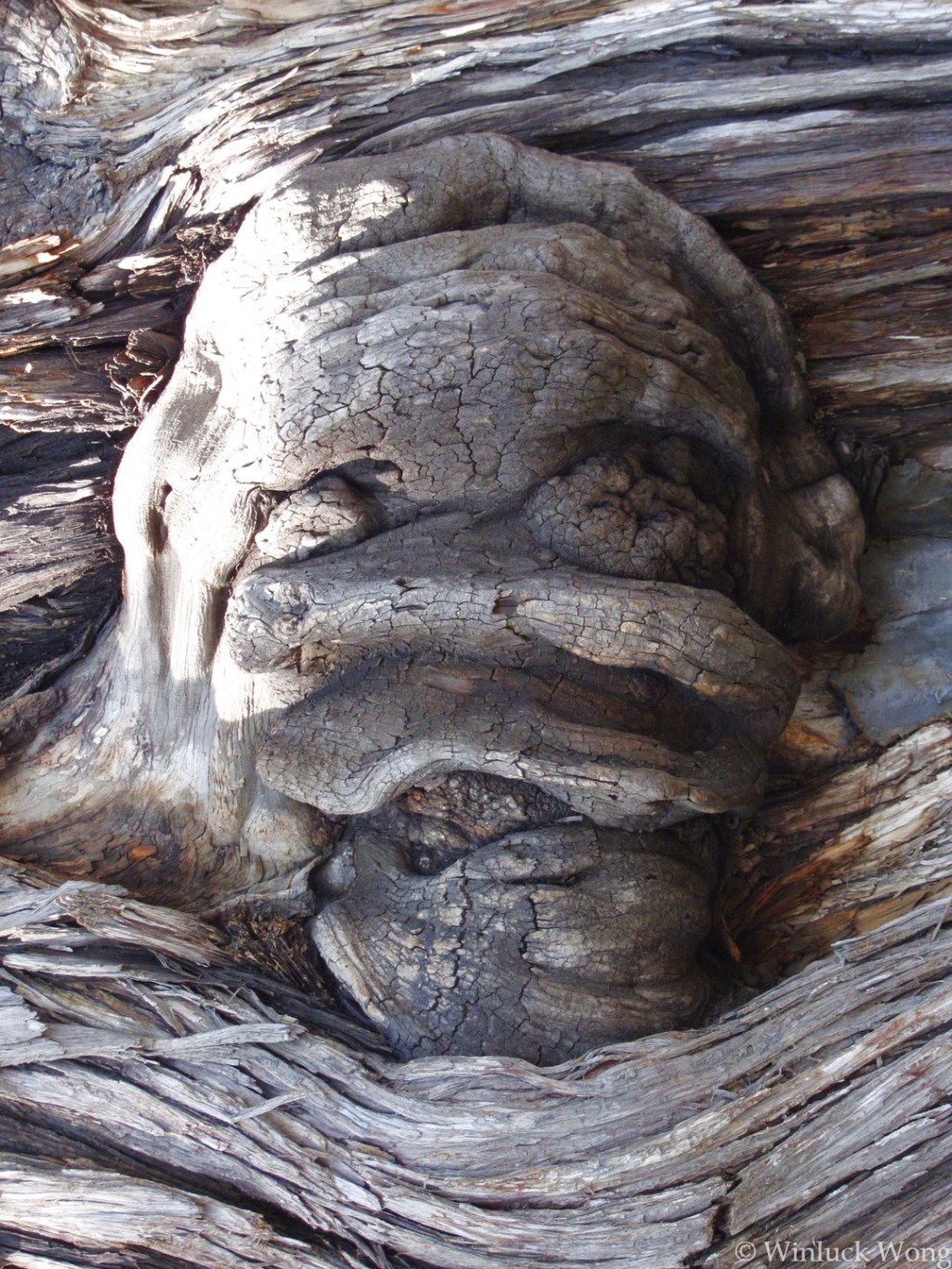 Face on a tree photo for "Monster" poem by Winluck Wong, NB-based poet